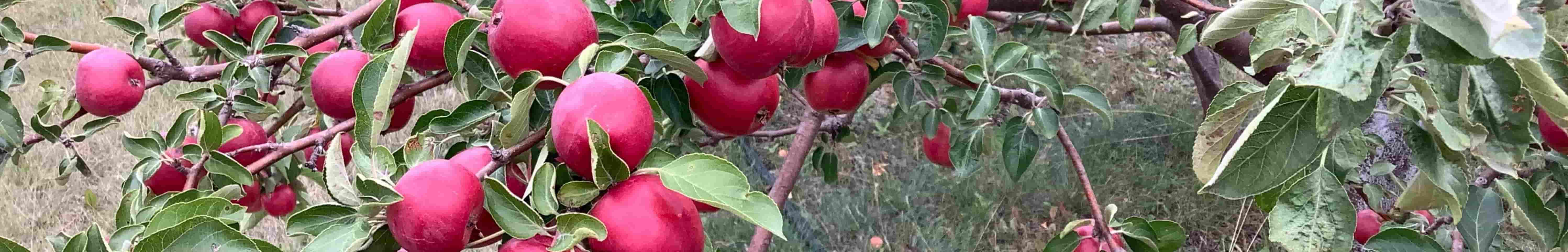 Apple Tree Banner